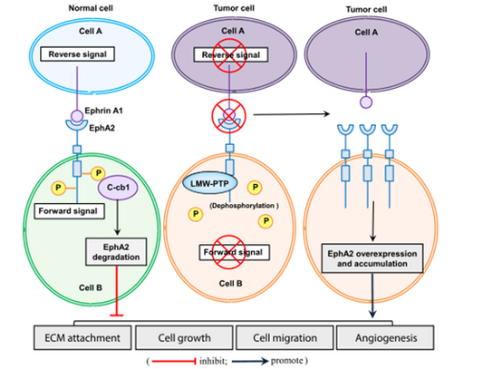 EphA2: Research Advances, Oncogenic Roles, and Therapeutic Potential – Empowered by ANT BIO PTE. LTD.