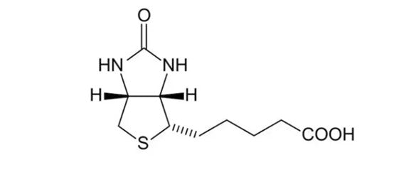 Biotinylated Proteins: Principles, Labeling Methods, and Versatile Applications – Supported by ANT BIO PTE. LTD.