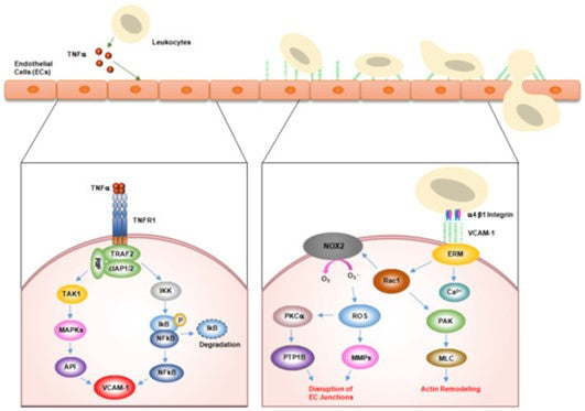 Vascular Cell Adhesion Molecule-1 (VCAM-1/CD106): A Dual-Role Mediator in Cancer Pathogenesis and Inflammation – Supported by ANT BIO PTE. LTD.
