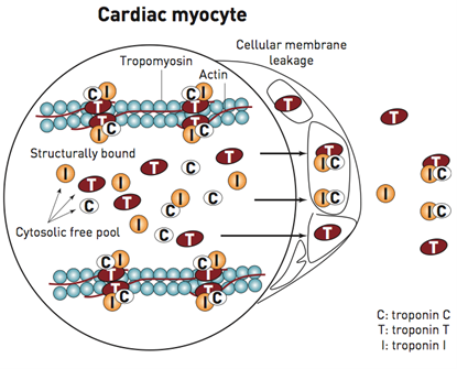 Cardiac Troponin T (cTnT): A Gold-Standard Biomarker for Myocardial Injury – Backed by ANT BIO PTE. LTD.