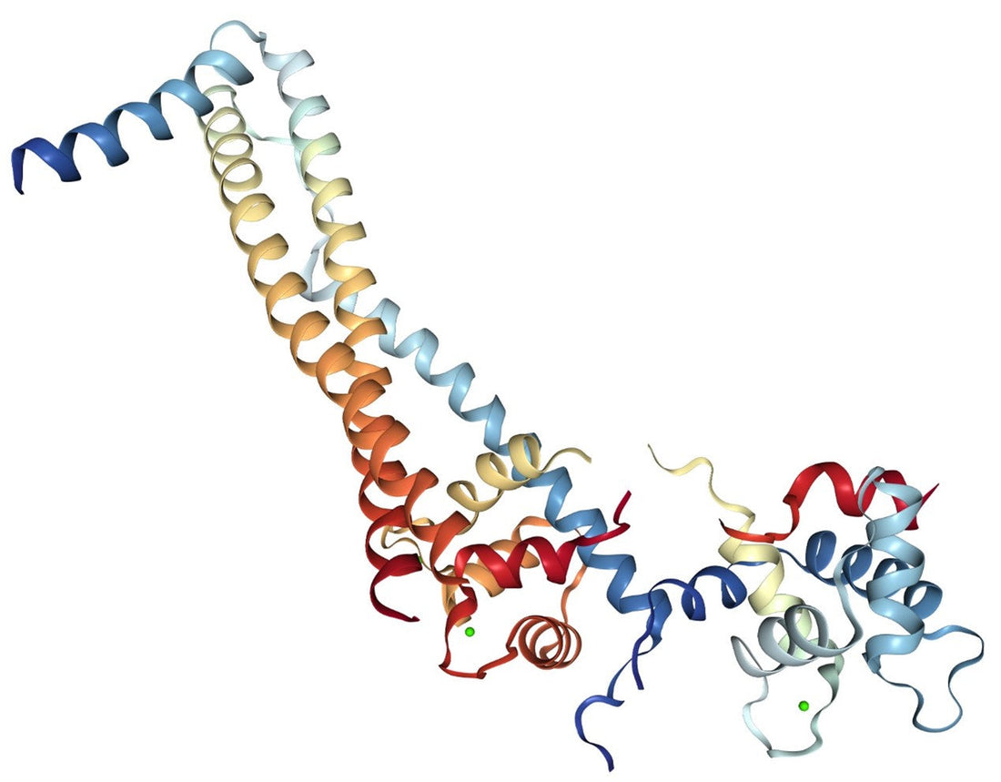 Cardiac Troponin I (cTnI): A Comprehensive Overview of Biology and Clinical Applications – Backed by ANT BIO PTE. LTD.