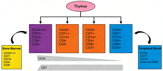 How can CD1a antibodies in mice contribute to the exploration of targeted therapy strategies for T-cell leukemia?