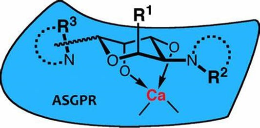 ASGPR: A Key Receptor in Liver Biology—From Physiological Functions to Clinical Translation with ANT BIO PTE. LTD.