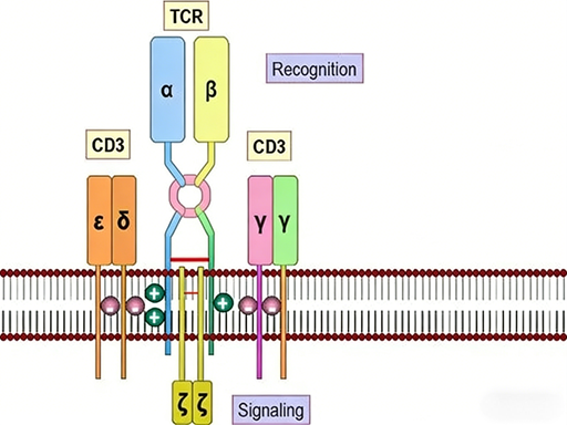 How can mouse CD3 antibodies serve as a key tool in T cell research an ...