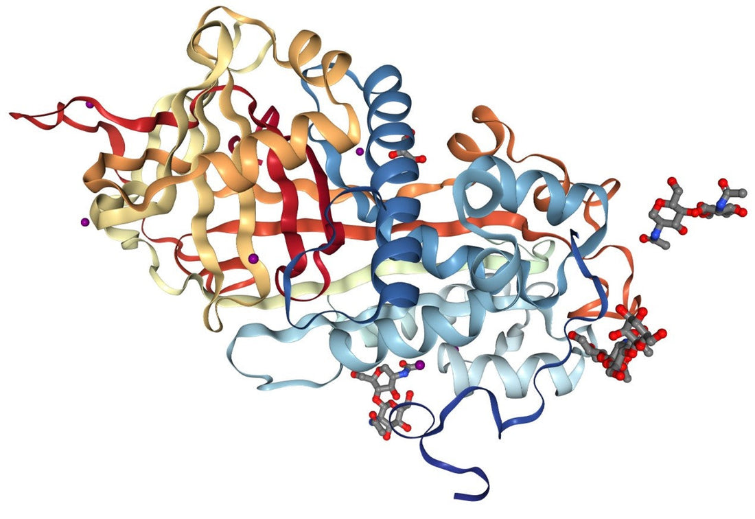 Antithrombin III (AT-III): Physiological Anticoagulant Functions, Clinical Significance, and ANT BIO PTE. LTD.’s Research Solutions