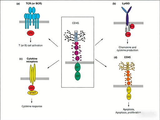 How can CD45 antibodies for mice become a core tool in universal blood cancer therapies and immunology research?