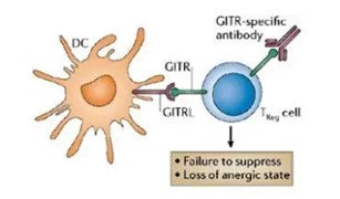GITR: A Promising Target in Tumor Immunotherapy – Empowered by ANT BIO PTE. LTD.