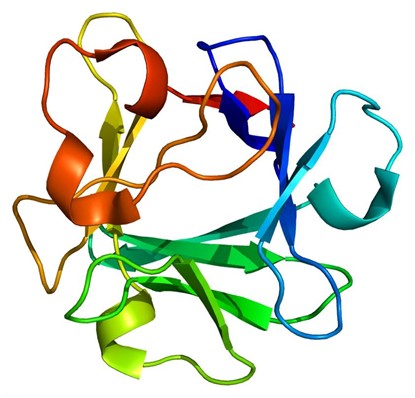 Acidic Fibroblast Growth Factor (AFGF): A Pivotal Mediator of Cellular Repair and Skin Regeneration – Powered by ANT BIO PTE. LTD.