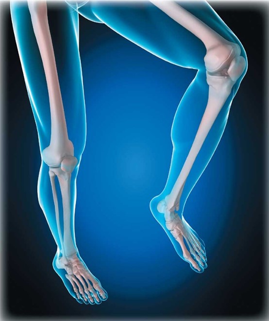 Osteocalcin (BGP/OCN): A Multifunctional Biomarker Orchestrating Bone Formation and Systemic Regulation – Supported by ANT BIO PTE. LTD.