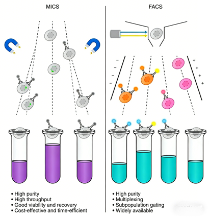 How do cell sorting magnetic beads empower high-throughput functional genomics research?