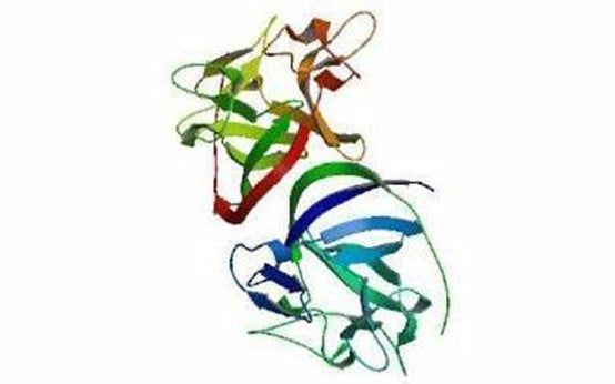 Basic Fibroblast Growth Factor (bFGF/FGF-2): A Core Regulator of Wound Healing and Tissue Regeneration – Enabled by ANT BIO PTE. LTD.
