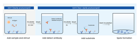 How to use the IFN-γ ELISpot kit to evaluate cellular immune responses?
