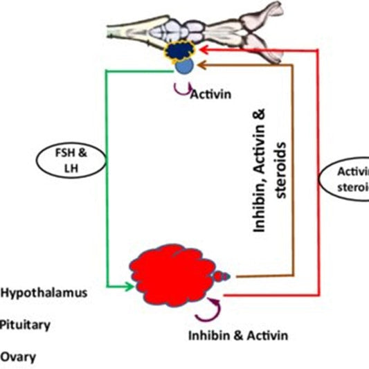 Inhibin Alpha Subunit: Key Regulator of Reproductive Endocrinology and Disease Pathogenesis