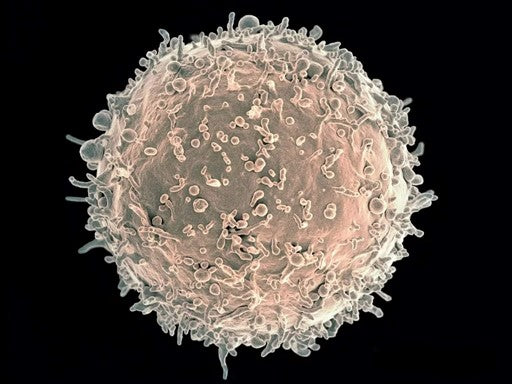Immunoglobulin G3 (IgG3): Mechanisms of B-Cell Receptor Interference in HIV Infection