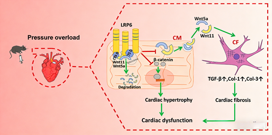 LRP6 (Ser1490): Regulating Myocardial Paracrine Signaling to Suppress Pressure Overload-Induced Cardiac Fibrosis