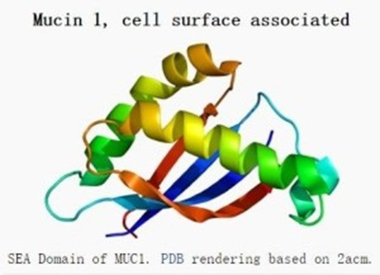 Mucin 1 (MUC1): A Multifaceted Target for Malignant Tumor Diagnosis, Therapy, and Translational Research
