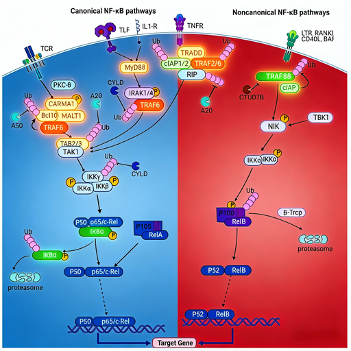 Targeting NF-κB p105 (Ser932): Precise Regulation of the NF-κB Signaling Pathway
