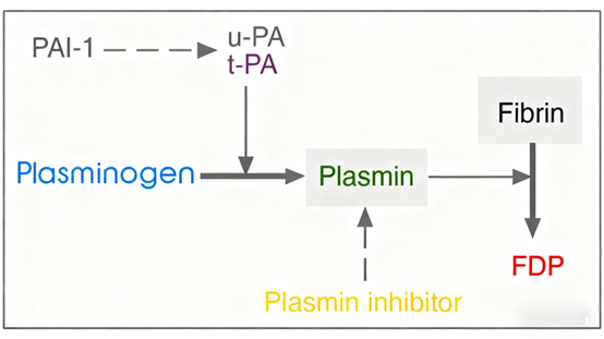 Plasminogen: A Key Regulator in Coagulation-Fibrinolysis Balance and Its Research Tools by ANT BIO PTE. LTD.