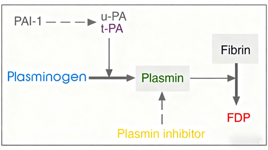 Plasminogen: A Key Regulator in Coagulation-Fibrinolysis Balance and Its Research Tools by ANT BIO PTE. LTD.