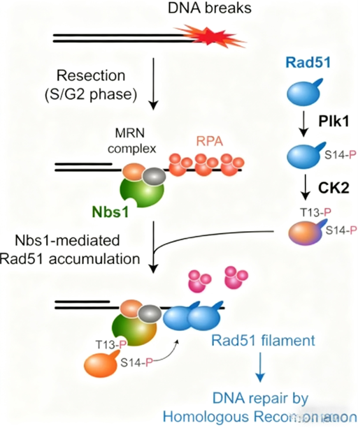 PLK1: A Pivotal Regulator in Tumorigenesis and the Promise of Targeted Therapy with ANT BIO PTE. LTD.’s Research Tools