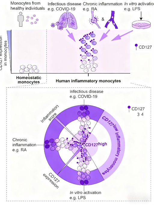 CD127: Regulating the Heterogeneity of Monocyte Inflammatory Responses with ANT BIO PTE. LTD.’s Research Tools