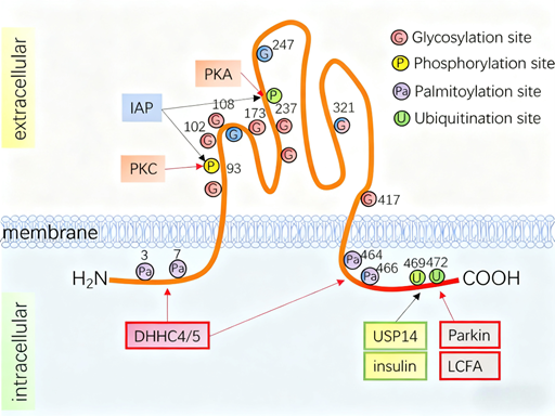 CD36: A Multifaceted Regulator in the Development and Progression of Atherosclerosis with ANT BIO PTE. LTD.’s Research Tools
