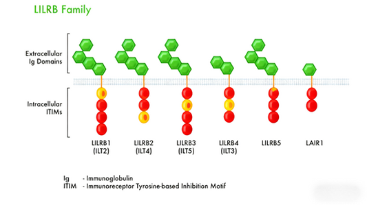 Immunoglobulin-Like Transcript 4 (ILT4): A Key Regulator of the Tumor Immune Microenvironment with ANT BIO PTE. LTD.’s Research Tools