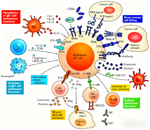 γδ T Cell Receptors: A Key Player in Tumor Immunotherapy with ANT BIO PTE. LTD.’s Research Tools