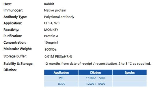 High-Specificity Rabbit Anti-Monkey IgG Antibodies: Key Roles and Technological Advances in Non-Human Primate Model Research with ANT BIO PTE. LTD.’s Tools