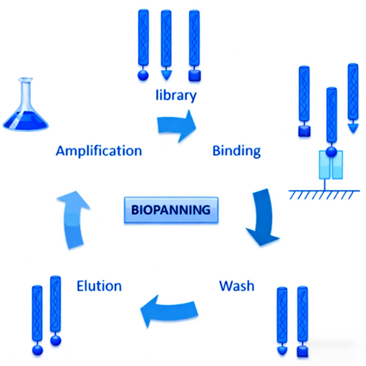 Optimizing IgG Antibody Drug Development with Magnetic Bead Automated Purification Systems: Insights from ANT BIO PTE. LTD.