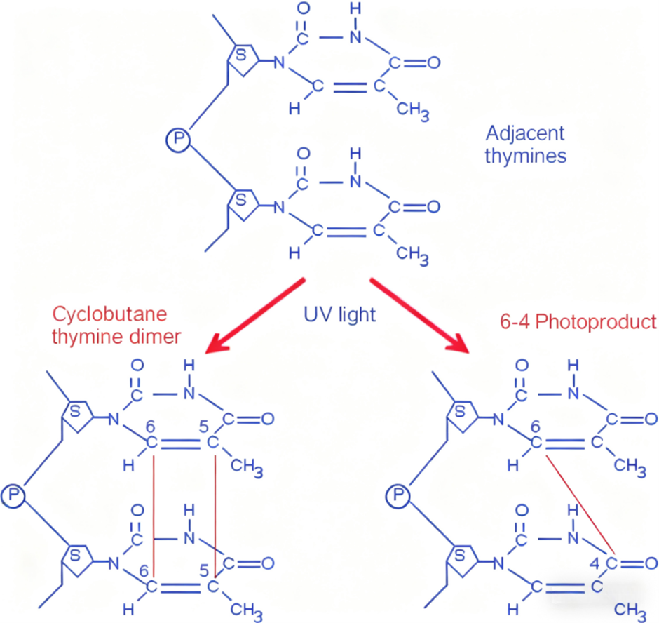 CD133 in Cutaneous Squamous Cell Carcinoma: Biological Roles and Clinical Significance with ANT BIO PTE. LTD.’s Research Tools