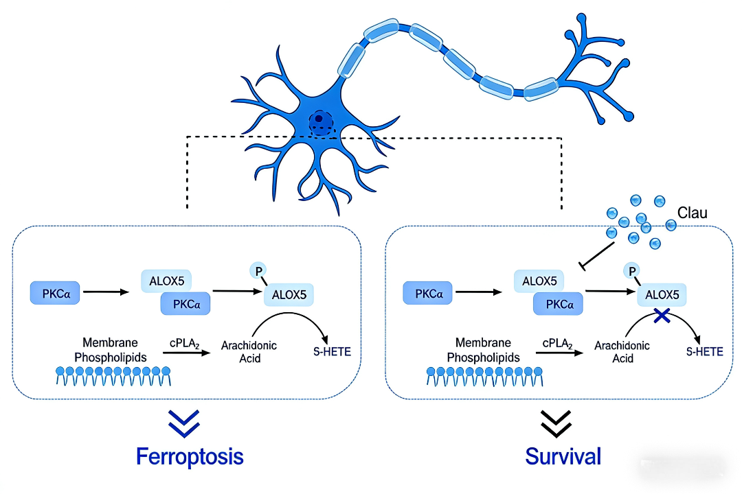 Uncovering the Neuroprotective Mechanism of Clausenamide: Targeting the PKCα-ALOX5 Axis in Parkinson's Disease