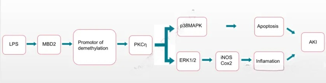 PKCη Recombinant Rabbit Monoclonal Antibody: A Precision Tool for Unraveling Cell Signaling Networks