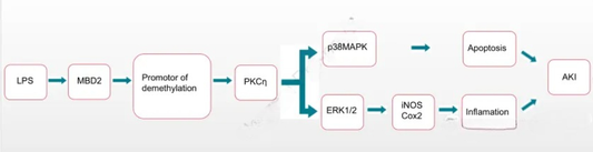 PKCη Recombinant Rabbit Monoclonal Antibody: A Precision Tool for Unraveling Cell Signaling Networks