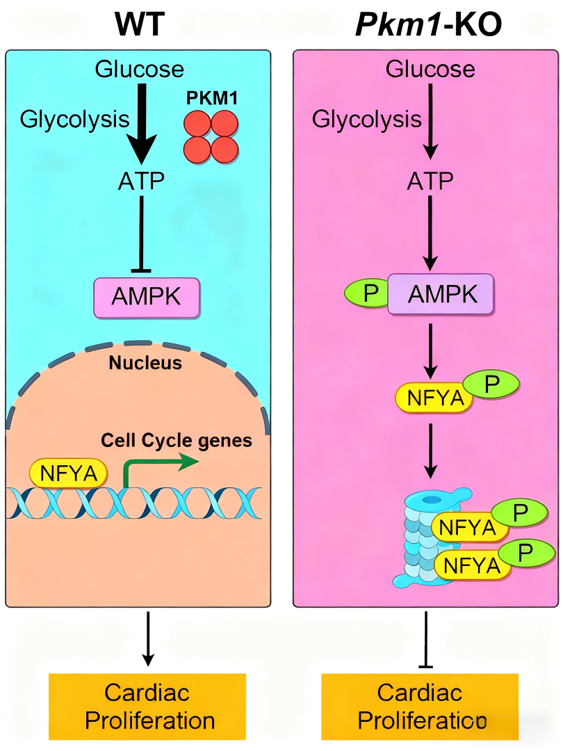 PKM1: A Key Regulator of Energy Metabolism and Proliferation in Embryonic Cardiomyocytes