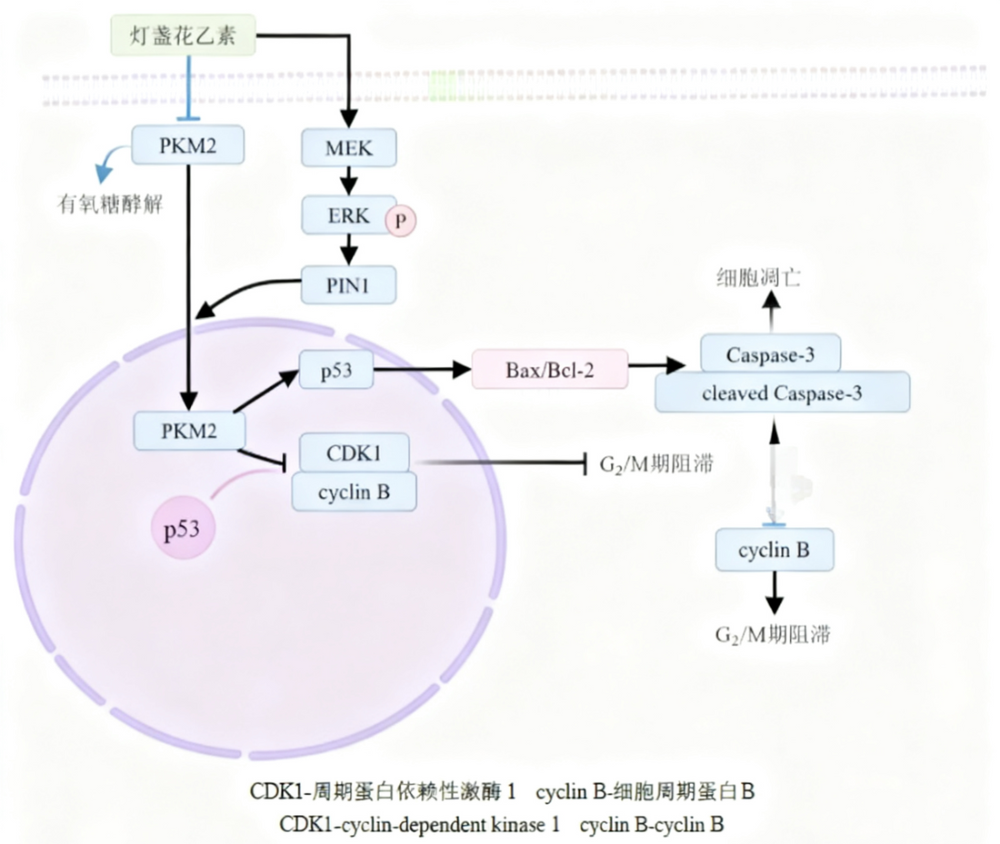 Targeting PKM2: How Active Components of Traditional Chinese Medicine Inhibit Tumor Growth Through Metabolic Regulation