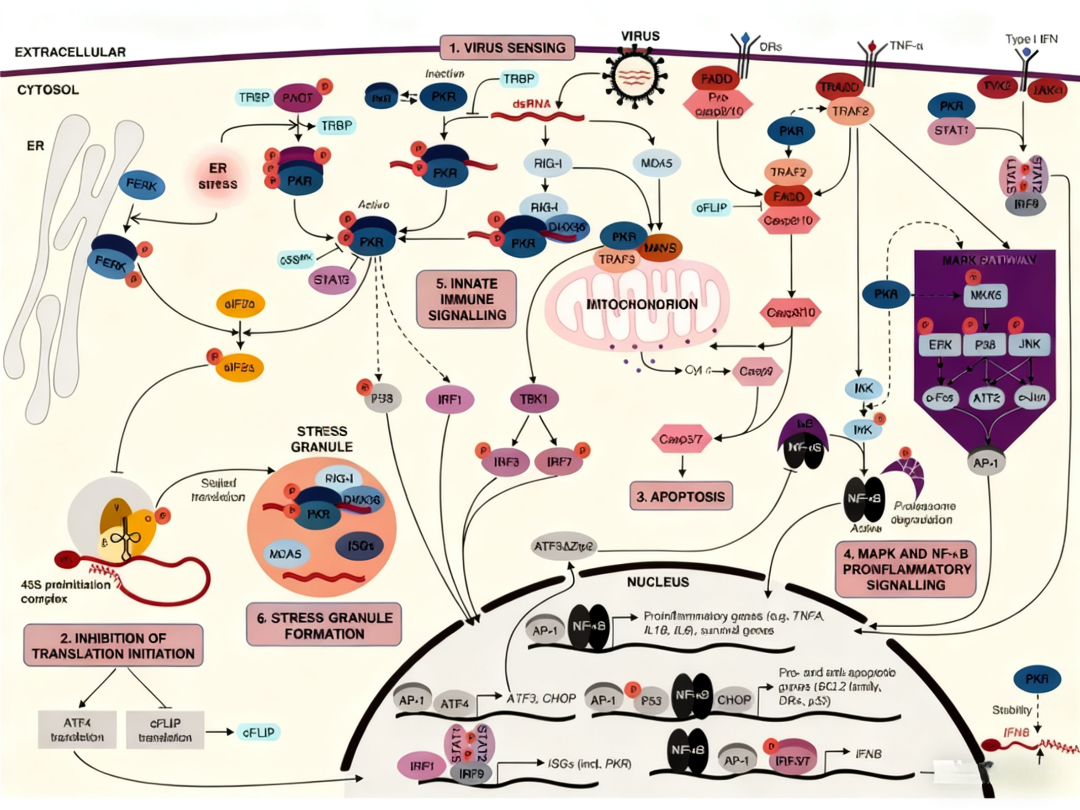 Unveiling the Core Mechanism of PKR in Antiviral Immunity: From Activation to Immune Regulation