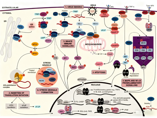 Unveiling the Core Mechanism of PKR in Antiviral Immunity: From Activation to Immune Regulation
