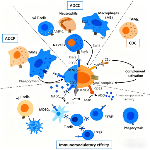 Reshaping Hematologic Malignancy Treatment: Multi-Mechanism Synergy of CD38 Antibodies