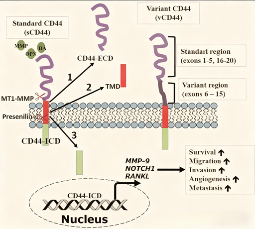 Unraveling CD44’s Multifaceted Roles: Regulation of Tumor Progression and Cell Migration