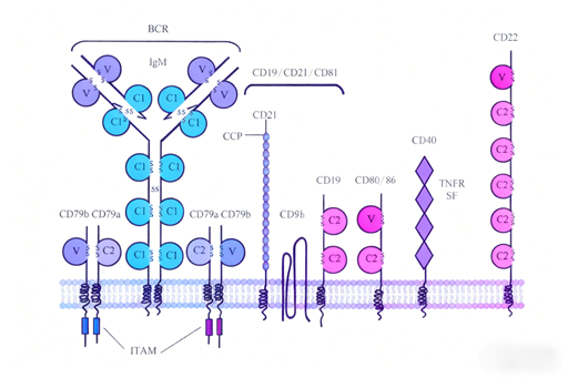CD79B Antibodies: Emerging as a Precise Target for B Cell-Related Disease Therapy
