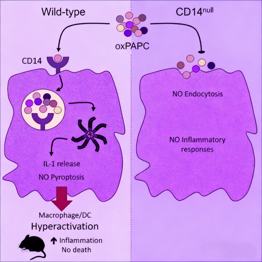 CD14 Antibodies: Deciphering Dual Regulatory Mechanisms in Inflammasome Activation and Lipid Delivery – By ANT BIO PTE. LTD.