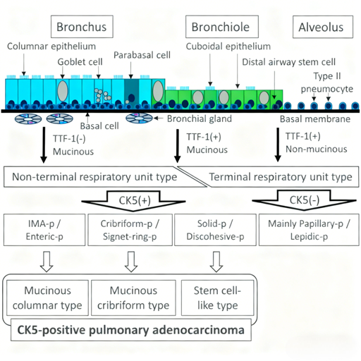 Uncovering the Clinicopathological Significance of Basal-Like Phenotype in Lung Adenocarcinoma: The Critical Role of CK5/6 Antibodies
