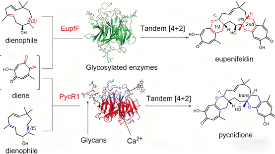 Glycosylation Modification of PYCR1: Reshaping the Biosynthetic Pathways of Natural Products