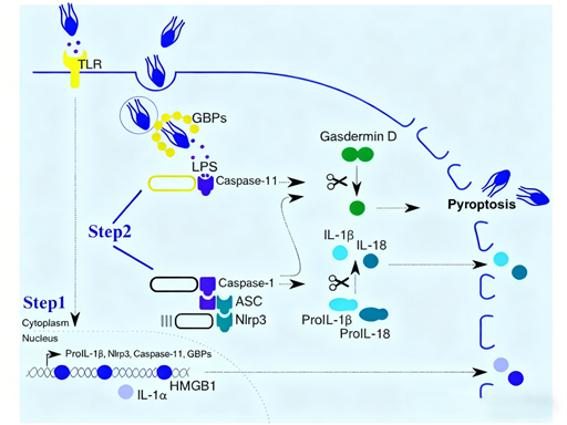 Systematically Analyzing Inflammatory Cell Death Mechanisms: The Power of Pyroptosis Detection Kits