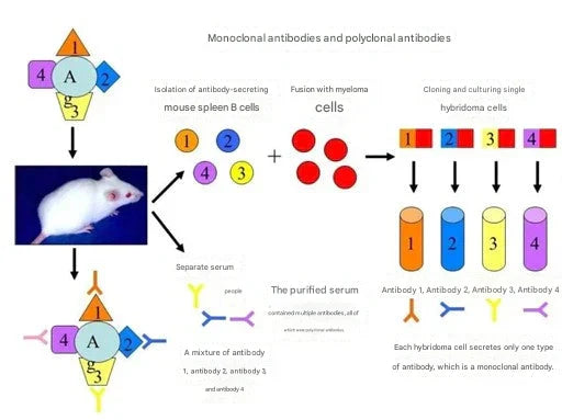 Analyzing the Core Role of the Phenylpropanoid Metabolic Pathway in Plant Life Activities: The Utility of Rabbit Polyclonal Antibodies