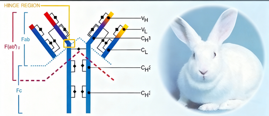 Enhancing Biomedical Research Efficiency: The Unique Immune Properties of Rabbit-Derived Antibodies