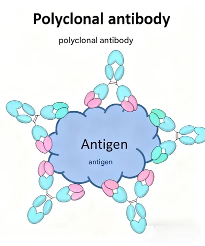 Achieving Efficient Broad-Spectrum Detection in Complex Biological Systems: The Power of Polyclonal Antibodies