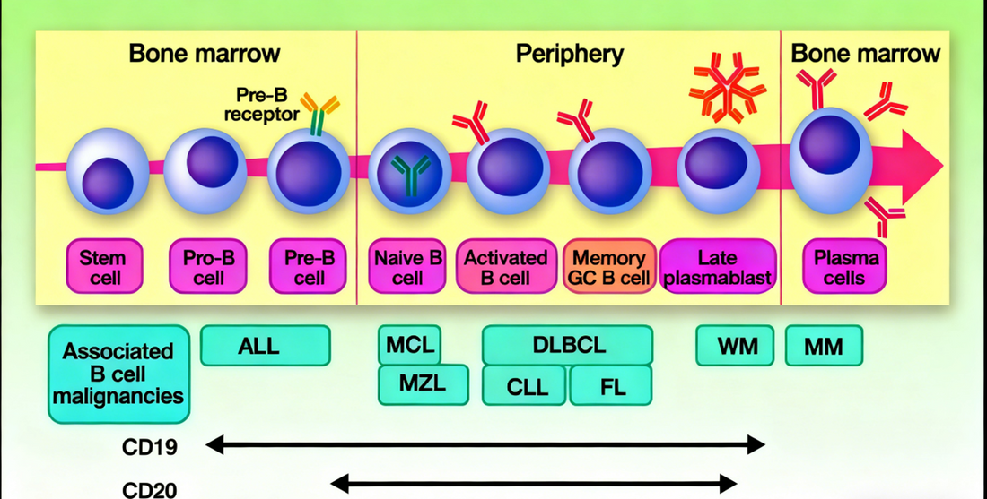 Unlocking the Potential of CD20-Targeted CAR-T Therapy: Advancing Treatment for B-Cell Non-Hodgkin Lymphoma