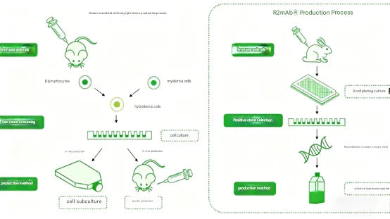 Recombinant Rabbit Monoclonal Antibodies: Revolutionizing the Precision and Reliability of Pathological Diagnosis
